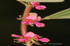 Indigofera trifoliata